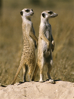 upright image and poise of meerkats